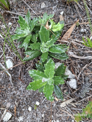 Tooth Tinderleaf (Hermas quinquedentata)