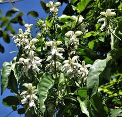 Justicia adhatodoides