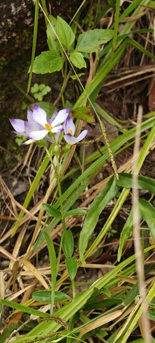 Bicolor Persian violet (Exacum tetragonum)