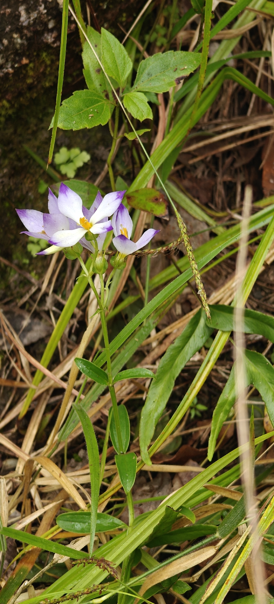 Bicolor Persian Violet (Exacum tetragonum)