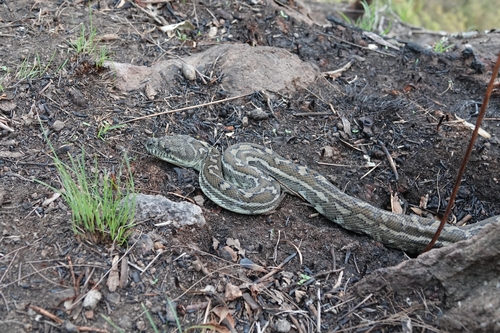 Coastal Carpet Python sighting