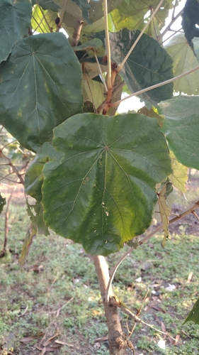 Pterospermum acerifolium
