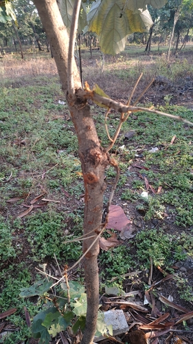 Pterospermum acerifolium
