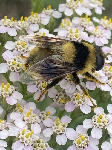 Unknown species found near Northeast Portland, Portland, OR, USA