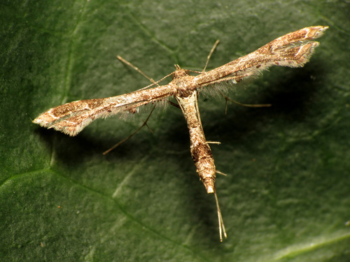 Lantana Plume Moth