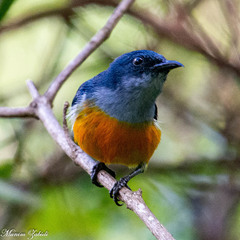 Dicaeum trigonostigma