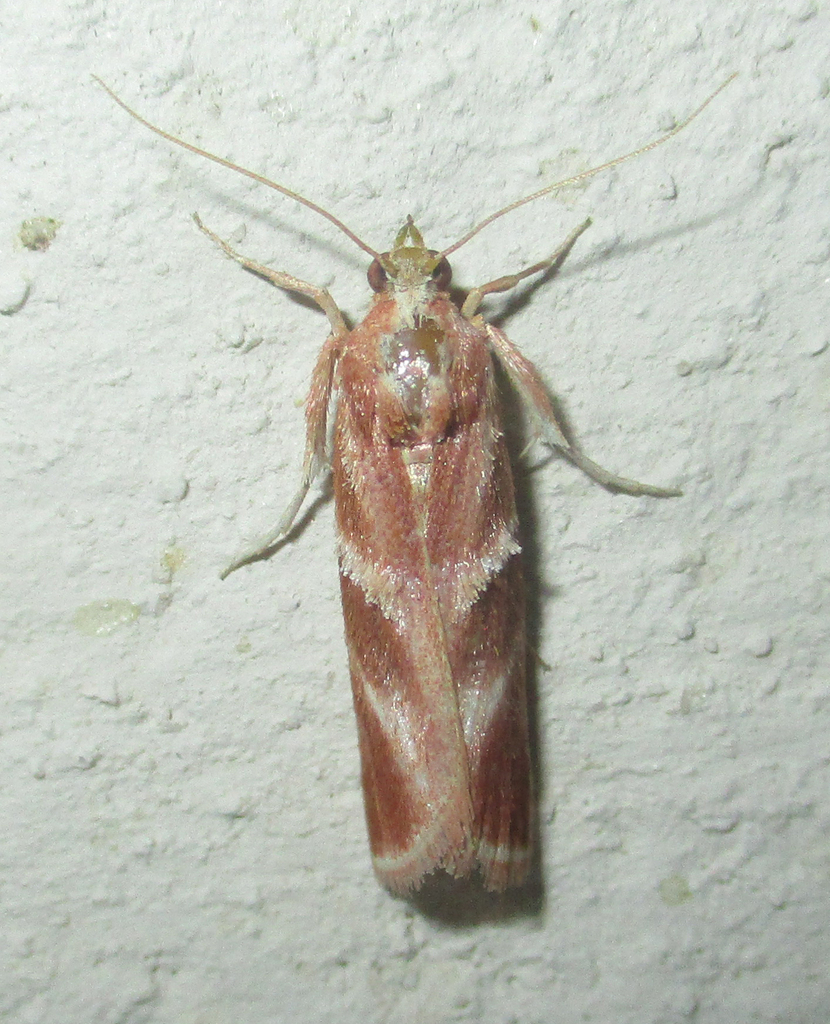 Trumpet Bagworm