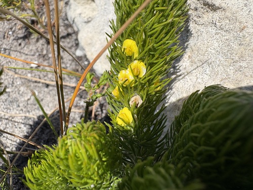 Cage Capegorse (Aspalathus incurvifolia)