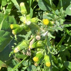 Senecio vulgaris