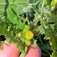 Senecio vulgaris