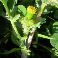Senecio vulgaris