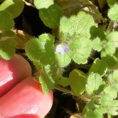 Veronica hederifolia