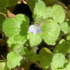 Veronica hederifolia