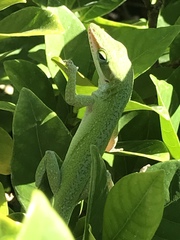 Anolis carolinensis