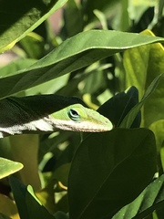 Anolis carolinensis