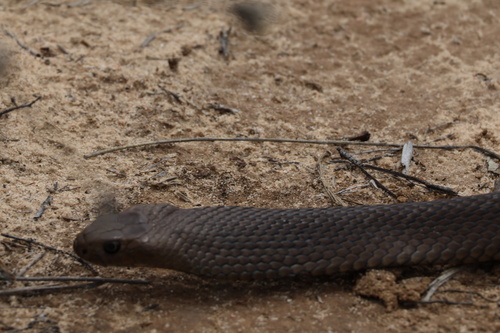 Eastern Brown Snake sighting