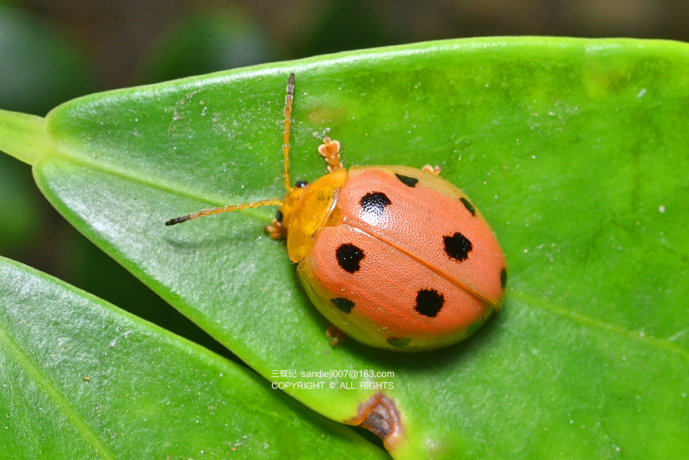 Oides Sp Oides decempunctata from 中国深圳市福田区梅林水库 on November 5, 2025 at 03:47 PM ...
