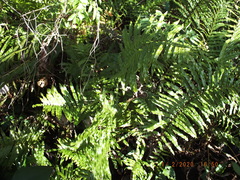 Acrostichum danaeifolium