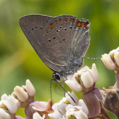 Satyrium titus