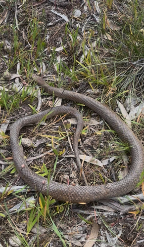 Eastern Brown Snake sighting