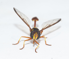 Salpingogaster punctifrons