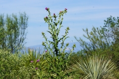 Cirsium mexicanum