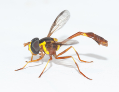 Salpingogaster punctifrons