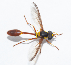Salpingogaster punctifrons