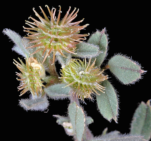 little bur-clover (Medicago minima)