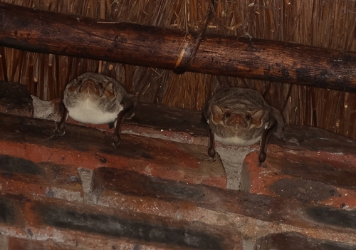 Mauritian Tomb Bat