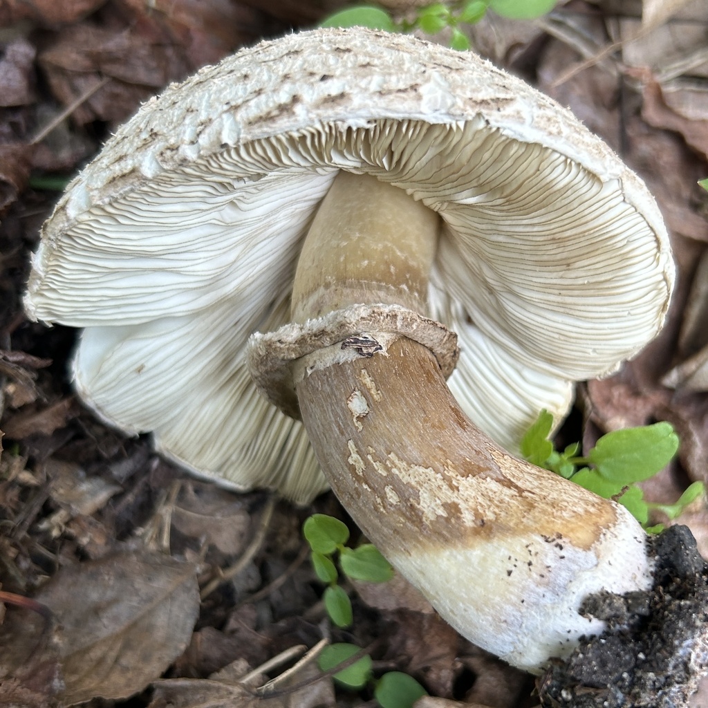 Chlorophyllum molybdites · November 2025 · photo: © martin_livezey (iNaturalist, cc-by)