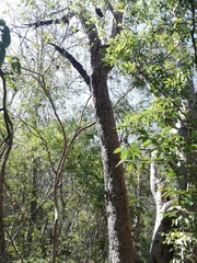 Maclura tinctoria