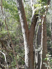 Maclura tinctoria