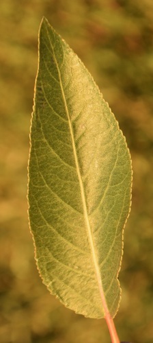 Narrowleaf Cottonwood (Populus angustifolia)