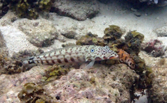 Parapercis clathrata