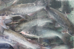 Ictalurus punctatus