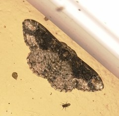 Parapholodes fuliginea