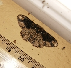 Parapholodes fuliginea