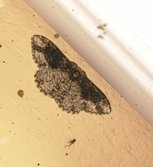 Parapholodes fuliginea