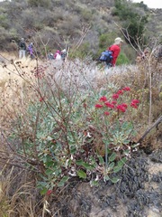 Eriogonum grande rubescens
