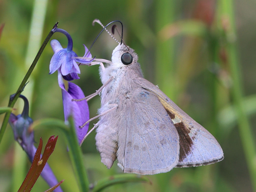 blue iris-skipper