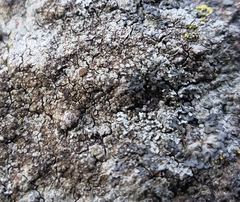 Caloplaca sideritis