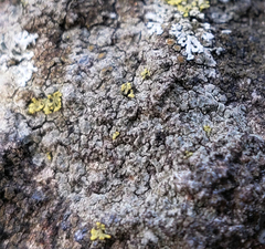 Caloplaca sideritis