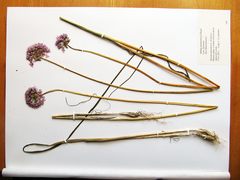 Allium maximowiczii