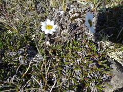Chrysanthemum integrifolium