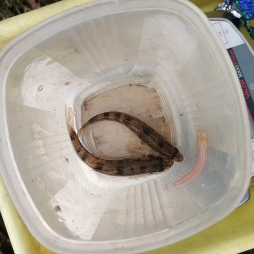 Whitefin gudgeon (Romanogobio albipinnatus) — Cyprinidae