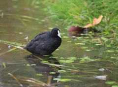 Fulica atra