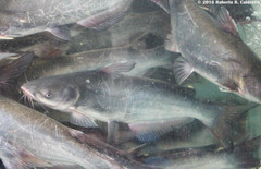 Ictalurus punctatus