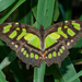 Malachite - Photo (c) Wayne Fidler, some rights reserved (CC BY-NC), uploaded by Wayne Fidler