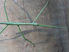 Acrophylla wuelfingi